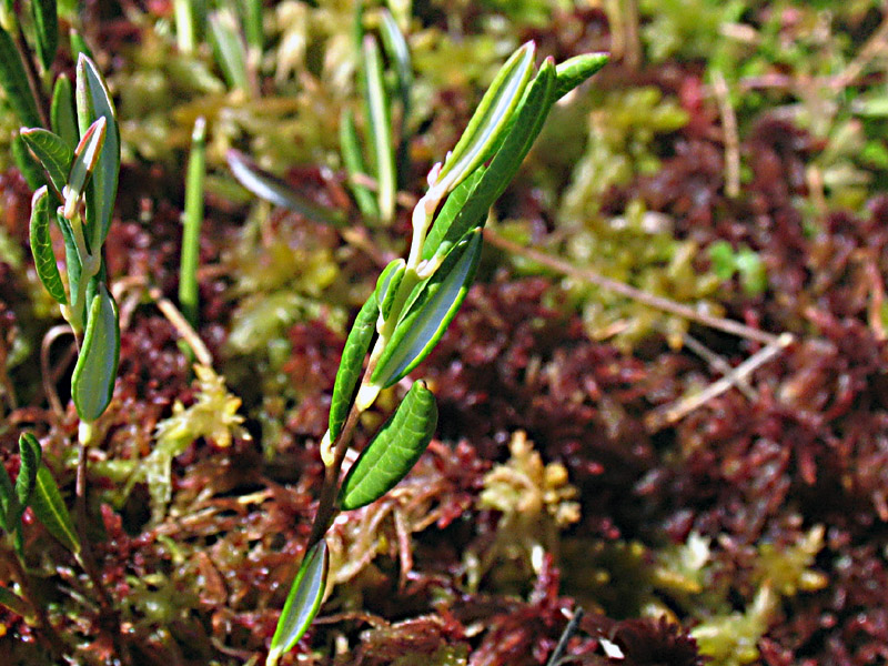 Andromeda polifolia L. / Andromeda